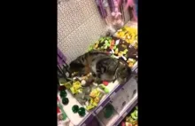 Kot na haju w sklepie zoologicznym