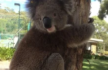 Koala prosi kolarzy o wodę (｡◕‿‿◕｡)