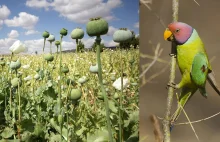 Uzależnione od opium papugi pustoszą indyjskie uprawy maku