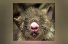 Odkryto nowy gatunek szczura