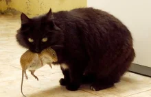 Dlaczego kot męczy mysz przed zjedzeniem