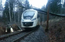 Dolnośląski "Pendolino" uderzył w drzewo