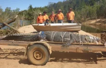 W Australii schwytano gigantycznego krokodyla po 8 latach poszukiwań