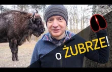 o Żubrze! - co gdzie i dlaczego? - o Lesie #22