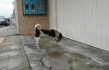 Paranoidalny pies nie ufa nawet własnej łapie
