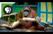 Orangutan uczy się jak ciąć drewno