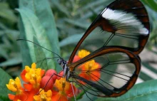 Niesamowite zdjęcia przezroczystego motyla