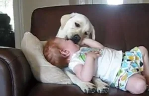 Love Between Baby and Dog