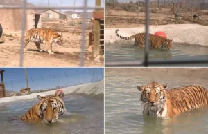 Mały basen, wiele radości. Zobacz niezwykłą kąpiel tygrysów. WIDEO