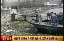 Prawie tysiąc martwych świń znaleziono w wodach rzeki Huangpu w Szanghaju