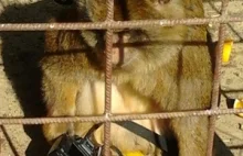 W Szczecinie po 4 latach urodziła się małpa. Pomogły banany.