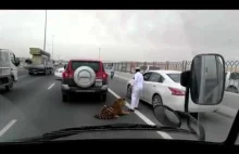 Komuś uciekł kotek z samochodu, miejsce akcji Katar!