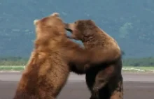 Walka dwóch niedźwiedzi grizzly
