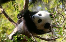 To prawdziwy przełom! Panda wielka nie jest już zagrożona wyginięciem!