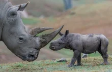 Młody ciekawski nosorożec