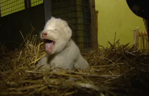 Nowy mieszkaniec Zoo Safari – urodził się biały lew Kubuś