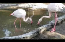 Flamingi w Polsce