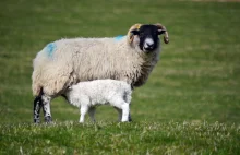 6 faktów o owcach, o których nie miałeś pojęcia