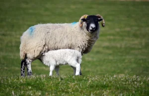 6 faktów o owcach, o których nie miałeś pojęcia