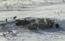 Pościg bardzo licznej wilczej watahy za stadem bizonów.
