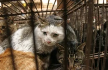Udaremniono przemyt tysięcy kotów. Zwierzęta wybito