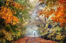mojebory: Autumn in Bory Tucholskie