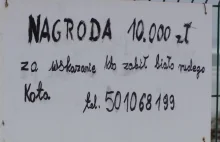 10 tys. złotych za schwytanie zabójcy kota