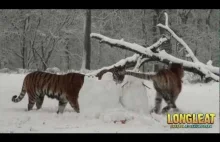 Tygrysy polują na bałwanka