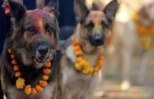 Zdjęcie z Nepalu, gdzie co roku dziękuje się psom za ich przyjaźń i lojalność