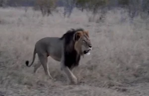 Zimbabwe: najsławniejszy lew zabity dla kaprysu!