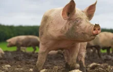 Kobieta zjedzona żywcem przez świnie po tym, jak zasłabła w zagrodzie w Rosji