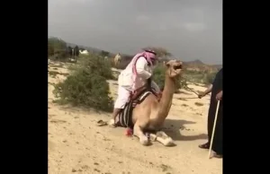 Grubas próbuje dosiąść wielbłąda