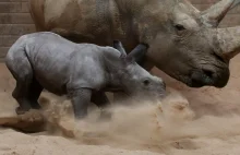 Nowo narodzony, "zaledwie" 50 kilogramowy nosorożec Bruce na zdjęciach.