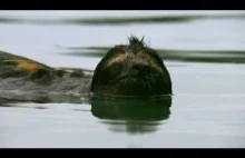 Pływające leniwce