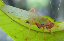 46 nieznanych wcześniej gatunków odnaleziono w lasach tropikalnych Surinamu