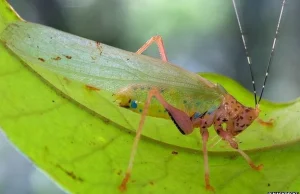 46 nieznanych wcześniej gatunków odnaleziono w lasach tropikalnych Surinamu