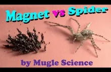 Magnes z piaskiem vs pająk