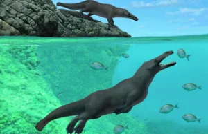 Skamielina wieloryba z nogami sprzed 42,6 mln lat
