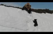 Wspinaczka niedźwiadka