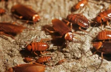 Milion karaluchów uciekło z farmy w Chinach [ENG]