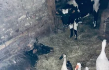 Zagłodzone zwierzęta w gospodarstwie -żywe karmiły się martwymi