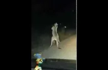 Pojedynek dwóch kangurów na drodze