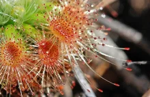 Rosiczka (Drosera)