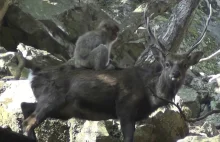 Dlaczego japońskie makaki uprawiają seks z jeleniami? Międzygatunkowy...