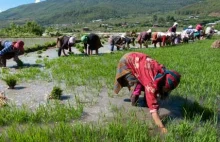 Bhutan całkowicie przechodzi na produkcję organicznej żywności!