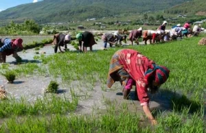 Bhutan całkowicie przechodzi na produkcję organicznej żywności!