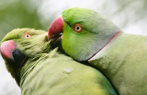 Love Birds