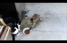 Szop podkrada kotom jedzenie.