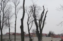 Okaleczone drzewa na zabytkowym cmentarzu