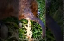 Żywe Spaghetti! Zdziwieni właściciele niesamowicie zaniedbanego psa